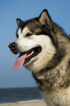 Death Row Dog Saves a Life