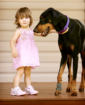 Doberman Saves Toddler