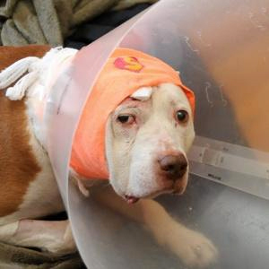 Kilo is now healing from his wounds.