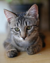 Stray Cat Saves Woman From Bears
