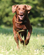 Still the reigning champ, the Labrador Retriever remains the most popular dog for the past 22 years.