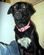 Rosco The Brave
