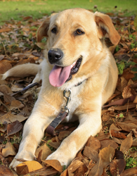 Lab Saves Owner From Coyote