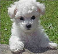 Naughty Bichon Saves Neighbor