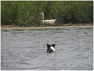 Jumping in the pond is part of the job Lucky enjoys. (Photo by Kelli Uldall)