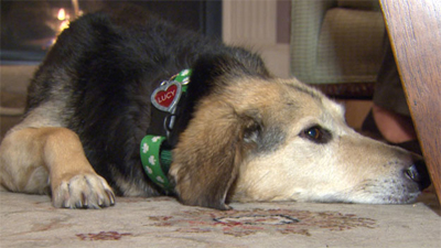 Lucy limped with severe injuries to find help for her owner after both were hit by a speeding car.