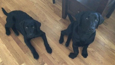 Lola and Lucy, before her surgery (Life With Dogs)