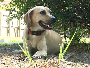 Mabeline saves a shelter volunteer from an attacker.