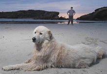 Maremma Assists With Dwindling Penguin Population