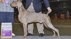 Maverick during a showing. Photo courtesy of Dan Stallings