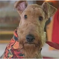 Airedale Returns Home After Three Weeks