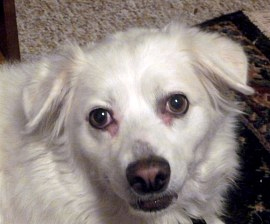Mickey heard her owner when no one else did.