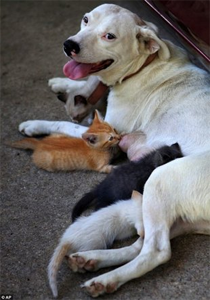 Molly nurses her kittens just as she does her puppies. Photo Courtesy of Max Oden/Dothan Eagle