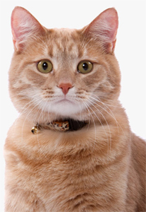 Monty bit his owner to save her life.
