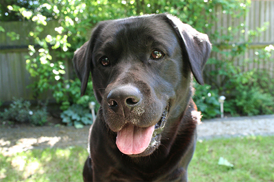 Nellie saved her entire family when an intruder entered their hotel room.