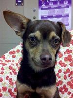 Little Quila saves his family. Photo courtesy of Petfinders.com.