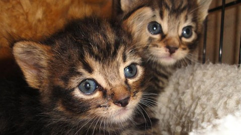 Tipper and Skipper after they were abandoned on the side of the road. (Photo Courtesty: Raccoon Animal Sanctuary and Rescue)