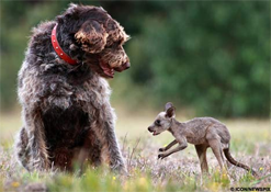 Dog Saves Baby Kangaroo