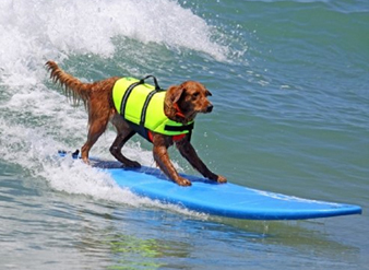 Ricochet, the 2011 ASPCA Dog of the Year