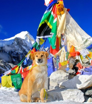 Rupee becomes the first recorded dog that made it to the base camp of Mount Everest.