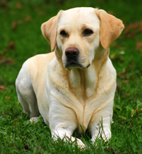 Blond Angel With Fur