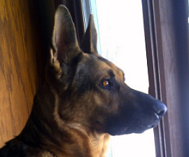 German Shepherd Saves Family From Intruder