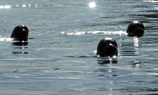 Seals
