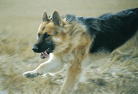 Shelby enjoying herself after saving her family.