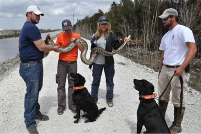 Python Detection Dogs