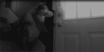 Snowflake was able to see her neighbor as she tried to knock on the door.