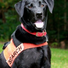 Soot used his scent of smell to locate a lost hunter in the mountains of West Virginia.