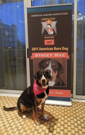Stacey during the Hero Dog Awards. Photo courtesy of Maria Mandel.