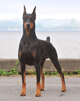 As a puppy, Troy detected cancer in his owner's breast. (Photo courtesy of Diane and Harry Papazian)