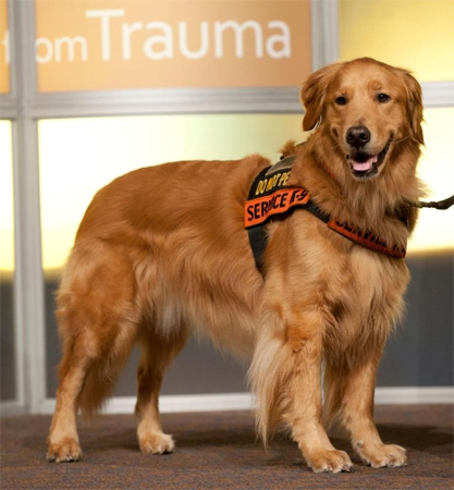 Tuesday is the service dog for Captain Luis Montalvan.