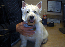 Westie Saves Owner From Heart Attack