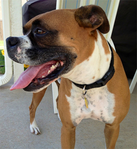 Winston is on-call for canines in need.