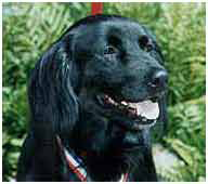 Xena, Hero Animal of the Year