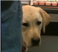 Service Dog Helps Soldier