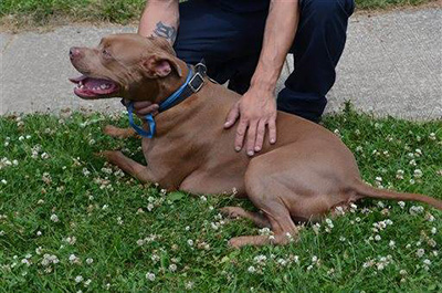 Ace resting outside his home. (Rita Reith/AP)