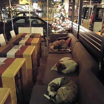 Dogs sleeping in a coffee shop in Greece