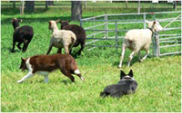 Bringing Out The Herder Inside