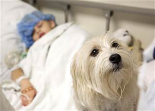 JJ watching over KK before her surgery. (Shawn Rocco / Duke Medicine)