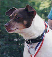 Shadow, the Companion Animal of the Year