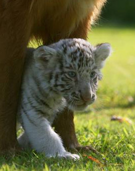 cub with golden retriever.