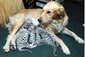 cubs with golden retriever.