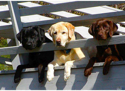 The lab remained the most popular breed in 2013.