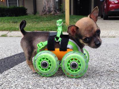 TurboRoo in his 3-D printed doggie cart. (Ashley Looper)