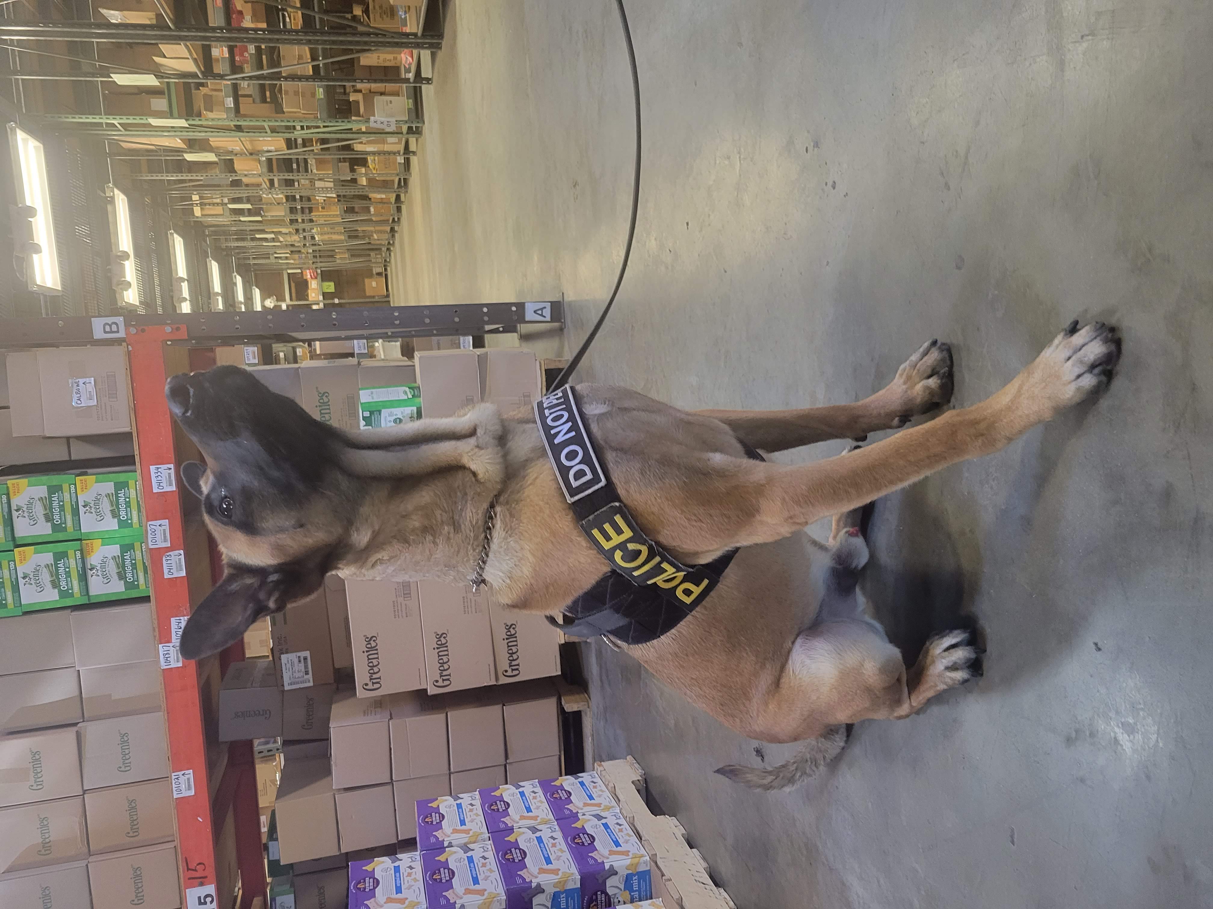 Saluting K9 Veterans