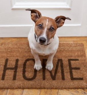 4 Tips to Help Pet Separation Anxiety