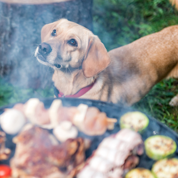 Backyard BBQ Safety for Pets